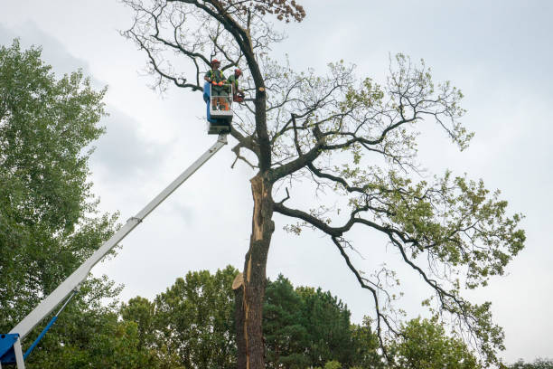 Best Tree Risk Assessment  in Bromley, KY