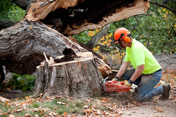 Best Tree Cabling and Bracing  in Bromley, KY