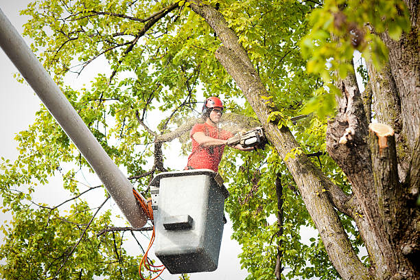 Best Palm Tree Trimming  in Bromley, KY