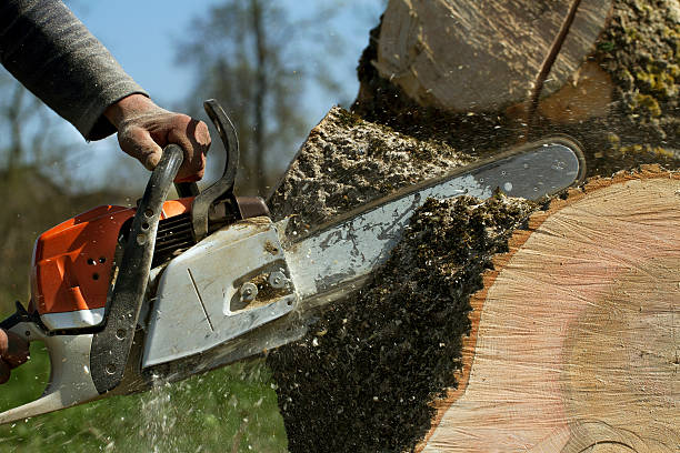 Best Firewood Processing and Delivery  in Bromley, KY