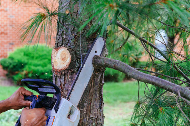 Best Tree Disease Treatment  in Bromley, KY